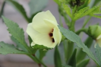 那些花儿（三）