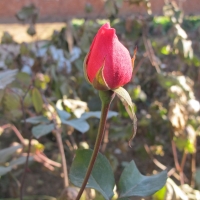 那些花儿（四）