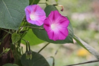 那些花儿（一）