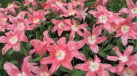 那些花儿（二）
