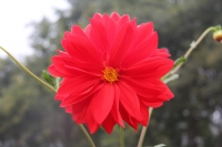 那些花儿（五）